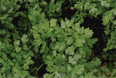 Hate The Smell Of Coriander Leaves? Find Out Why!?