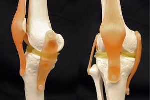 Scientists Create 3D Hybrid Bio Ink for Knee Cartilage Injuries.