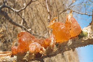 Get to Know Gum Arabic, A Prebiotic Goodness from Sudan