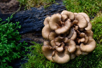 Maitake: One of the Best Mushrooms in the World